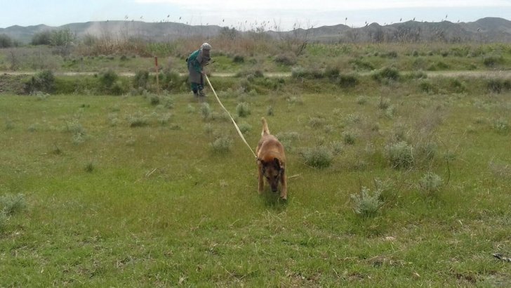 Cocuq Mərcanlıda ötən gün 1400-ə yaxın qəlpə tapılıb -