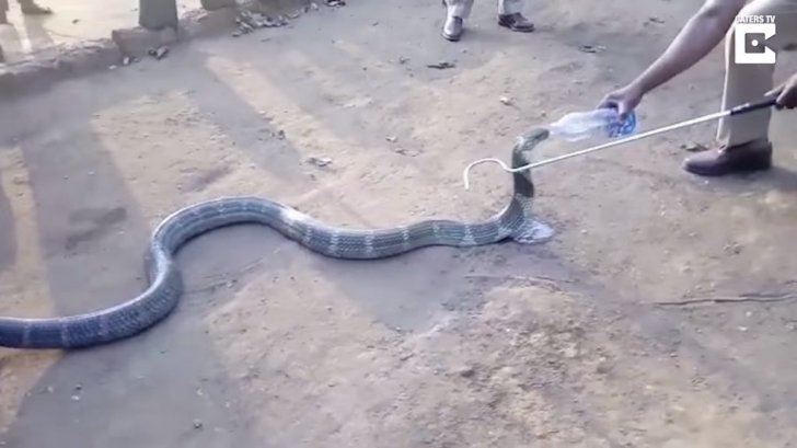 Susuzluqdan yanan kobra insanlara yanaşdı, su istədi -