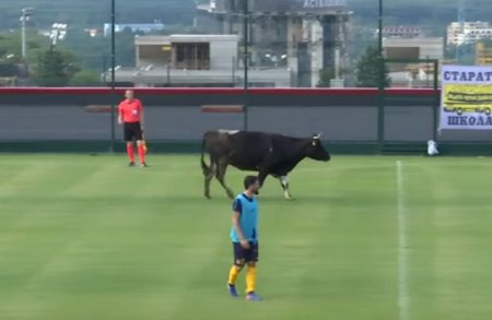 İnək meydana girdi, oyun dayandı -