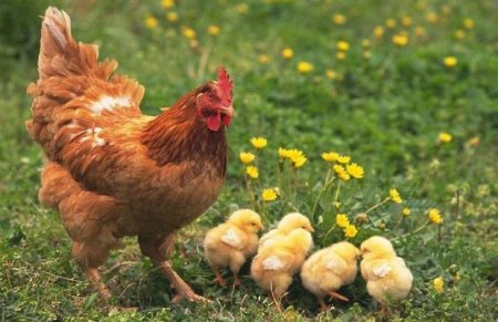 Azərbaycanda yeni quş cinsi əldə edilib -