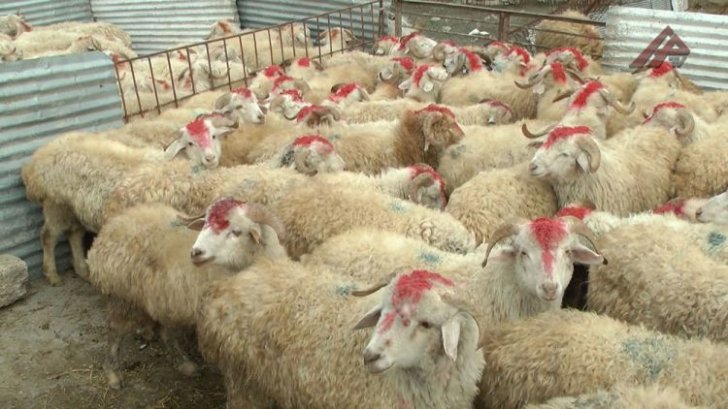 Bakıda Qurbanlıq heyvanların satılacağı ünvanlar -