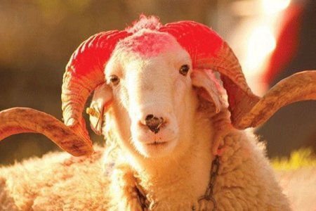 Qurban bayramının dəqiq tarixi
