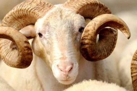 Bayramda qurban kəsmək istəyənlərin diqqətinə -