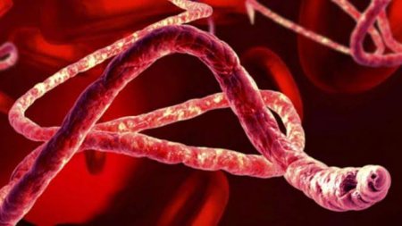 Ebola virusuna qarşı 2 preparat hazırlanıb