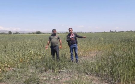 AKİA “ayıların” dostudur, yoxsa kasıb fermerlərin?