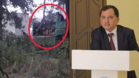 Qazaxın İcra başçısı "Qırmızı kitab"a düşən ağacları kəsdirir
